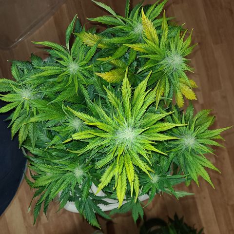2021.03.08 Auto White Widow #1=58g/2Oz (3 jars) growlog photo: Before grooming