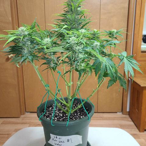 2021.03.08 Auto White Widow #1=58g/2Oz (3 jars) growlog photo: After grooming