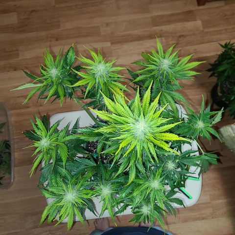 2021.03.08 Auto White Widow #1=58g/2Oz (3 jars) growlog photo: After grooming