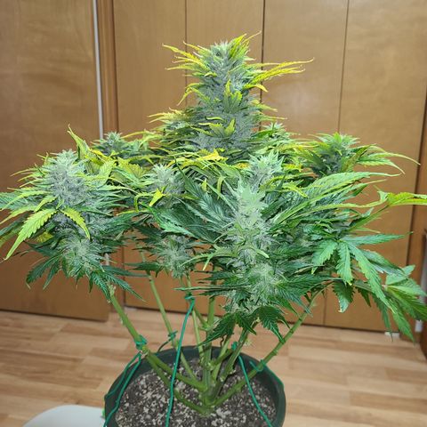 2021.03.08 Auto White Widow #1=58g/2Oz (3 jars) growlog photo: Before grooming