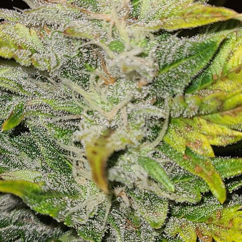 2021.03.08 Auto White Widow #1=58g/2Oz (3 jars) growlog photo: After grooming