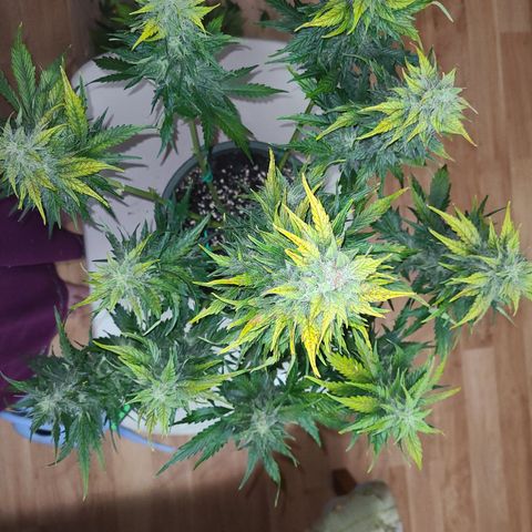 2021.03.08 Auto White Widow #1=58g/2Oz (3 jars) growlog photo: After grooming