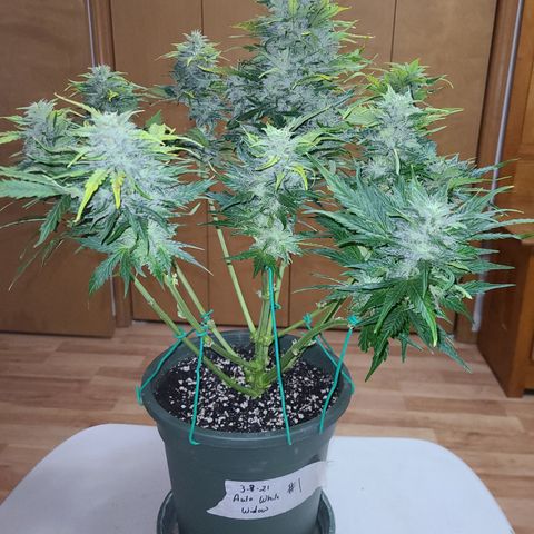 2021.03.08 Auto White Widow #1=58g/2Oz (3 jars) growlog photo: After grooming