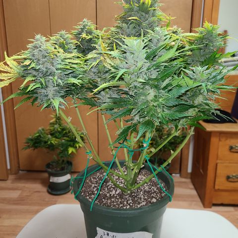 2021.03.08 Auto White Widow #1=58g/2Oz (3 jars) growlog photo: Before grooming
