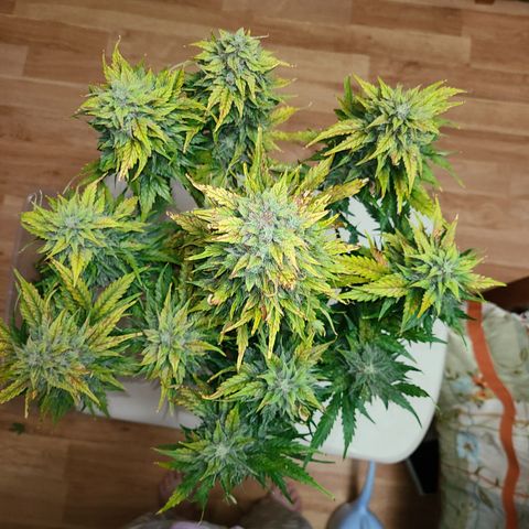 2021.03.08 Auto White Widow #1=58g/2Oz (3 jars) growlog photo: Before grooming