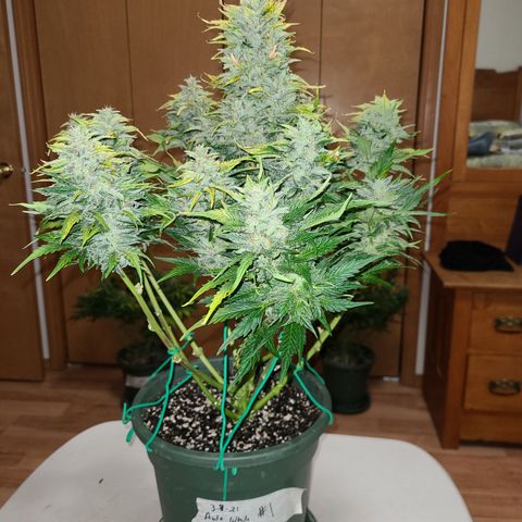 2021.03.08 Auto White Widow #1=58g/2Oz (3 jars) growlog photo: After grooming