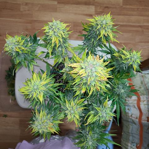 2021.03.08 Auto White Widow #1=58g/2Oz (3 jars) growlog photo: After grooming