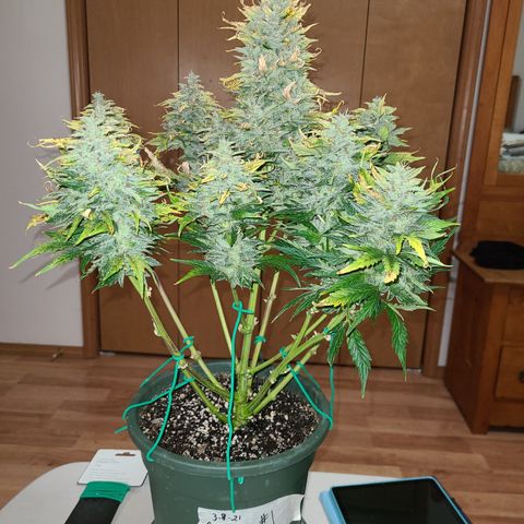 2021.03.08 Auto White Widow #1=58g/2Oz (3 jars) growlog photo: Before grooming