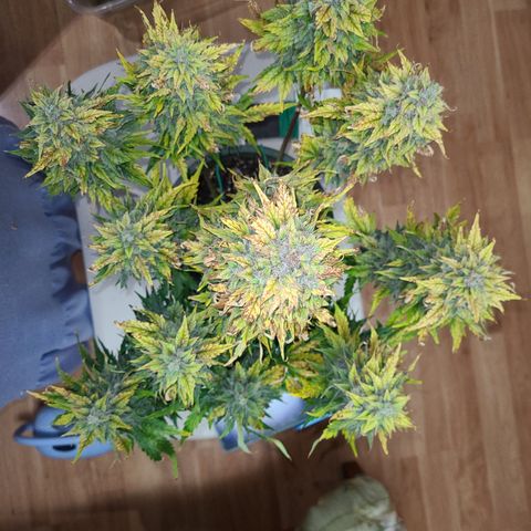 2021.03.08 Auto White Widow #1=58g/2Oz (3 jars) growlog photo: Before grooming