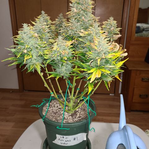 2021.03.08 Auto White Widow #1=58g/2Oz (3 jars) growlog photo: Before grooming