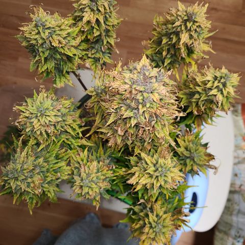 2021.03.08 Auto White Widow #1=58g/2Oz (3 jars) growlog photo: Before grooming