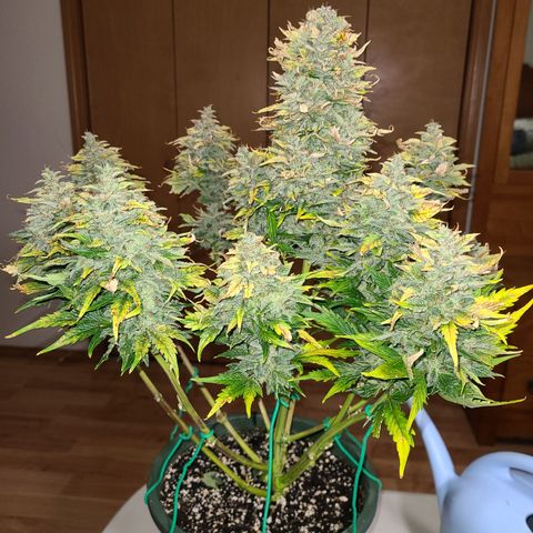 2021.03.08 Auto White Widow #1=58g/2Oz (3 jars) growlog photo: After grooming