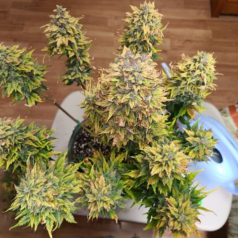 2021.03.08 Auto White Widow #1=58g/2Oz (3 jars) growlog photo: After grooming