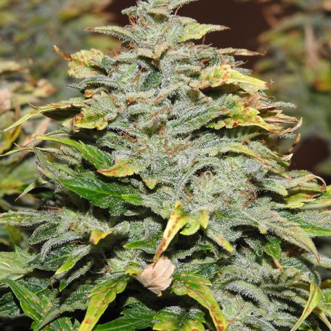 2021.03.08 Auto White Widow #1=58g/2Oz (3 jars) growlog photo: Nikon pictures