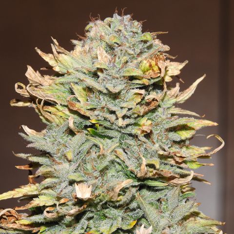 2021.03.08 Auto White Widow #1=58g/2Oz (3 jars) growlog photo: Nikon pictures