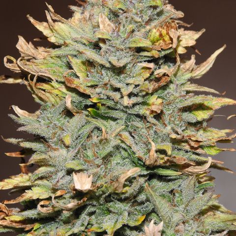 2021.03.08 Auto White Widow #1=58g/2Oz (3 jars) growlog photo: Nikon pictures