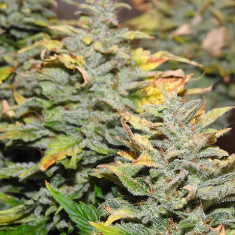 2021.03.08 Auto White Widow #1=58g/2Oz (3 jars) growlog photo: Nikon pictures
