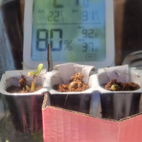 3G growlog timeline photo