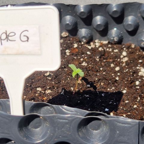 3G growlog timeline photo