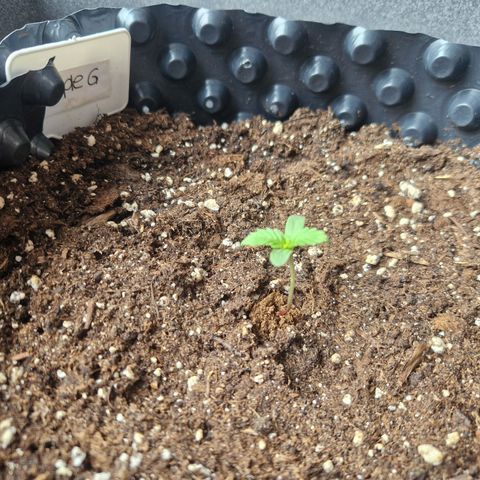 3G growlog timeline photo