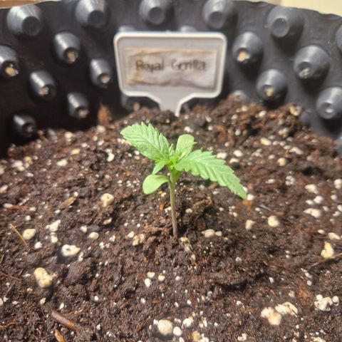 Royal Gorilla growlog timeline photo