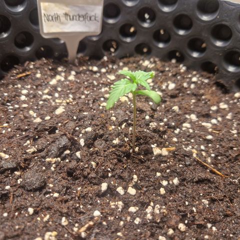 Northy growlog timeline photo