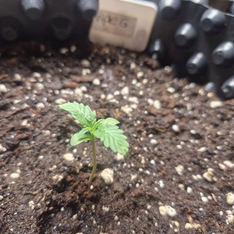3G growlog timeline photo