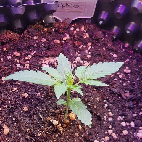 3G growlog timeline photo