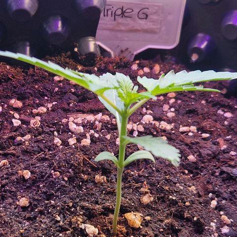 3G growlog timeline photo