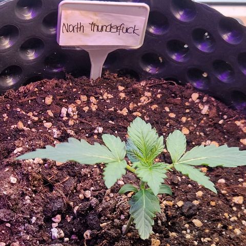Northy growlog timeline photo