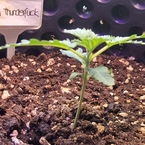 Northy growlog timeline photo