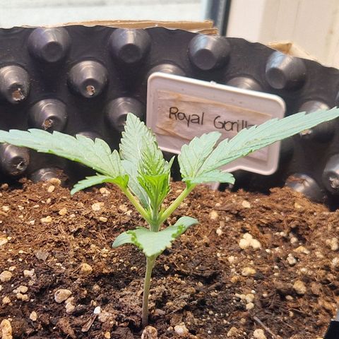 Royal Gorilla growlog timeline photo