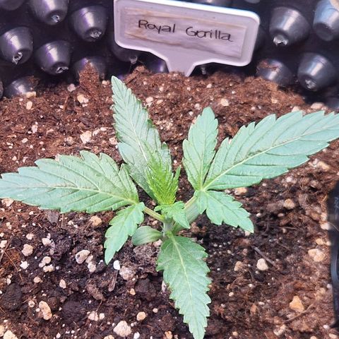 Royal Gorilla growlog timeline photo