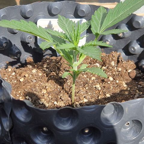 Royal Gorilla growlog photo: 5h Outdoorsonne