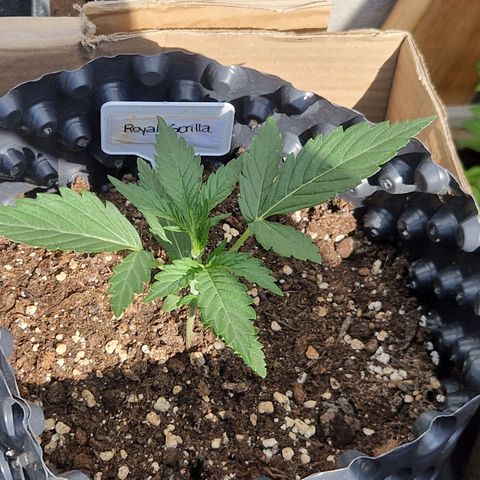 Royal Gorilla growlog photo: 5h Outdoorsonne