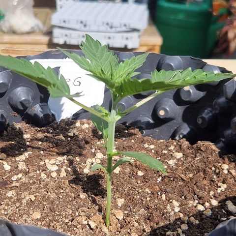 3G growlog photo: 5h Outdoorsonne