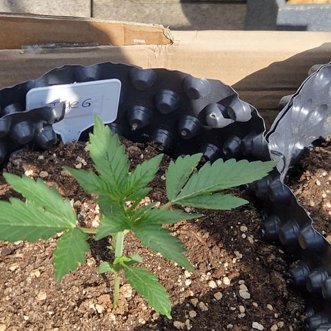 3G growlog photo: 5h Outdoorsonne