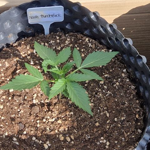 Northy growlog timeline photo