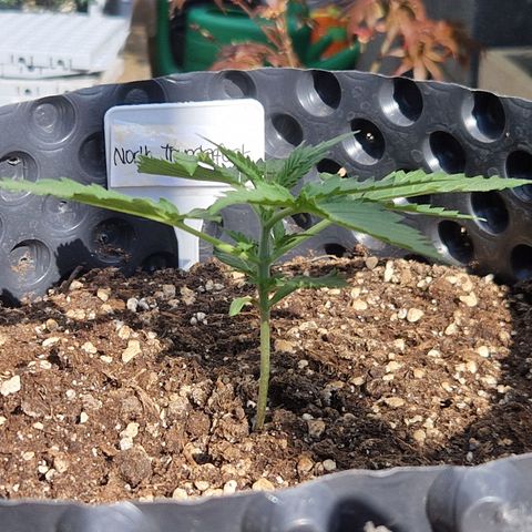Northy growlog timeline photo