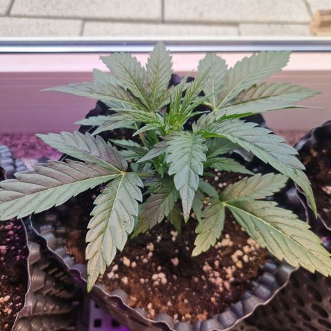 Royal Gorilla growlog timeline photo