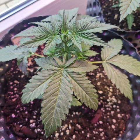 Northy growlog timeline photo