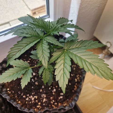 3G growlog timeline photo