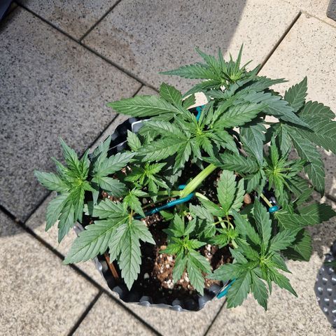 3G growlog timeline photo