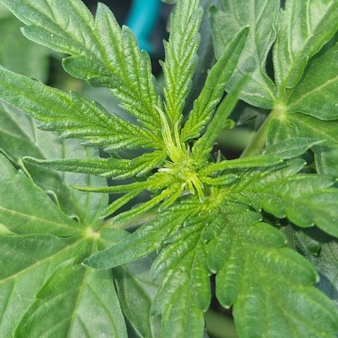 3G growlog timeline photo