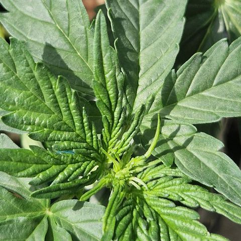 3G growlog timeline photo