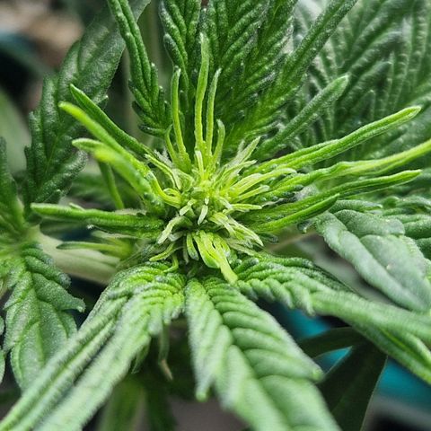 3G growlog timeline photo