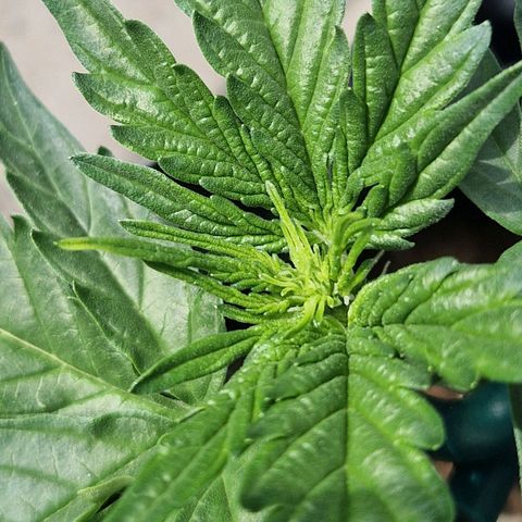 3G growlog timeline photo