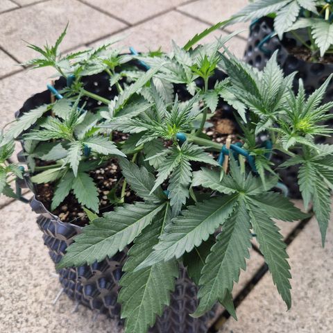 Northy growlog timeline photo