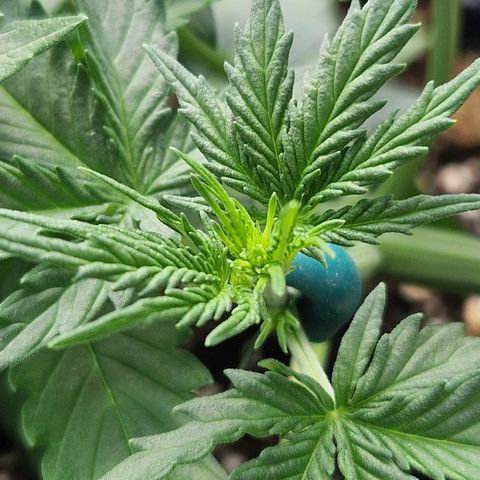 Northy growlog timeline photo