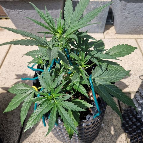 Royal Gorilla growlog timeline photo